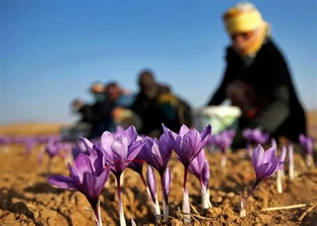 دسترنج زعفرانکاران در جیب دلالان