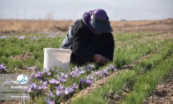 درخشش طلای‌سرخ در دشت‌های خراسان‌شمالی