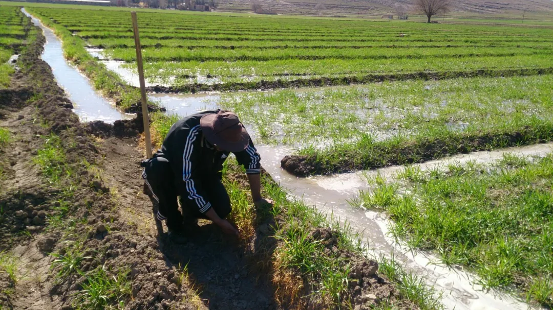 بهره‌گیری کشاورزی هوشمند الزامی است