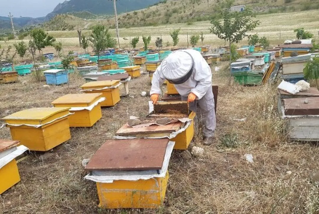 زنبورداری خراسان شمالی در مسیر صنعتی‌شدن