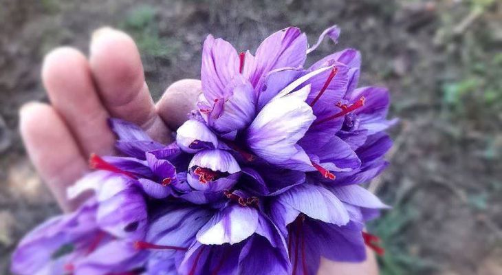 برداشت طلای سرخ در فاروج