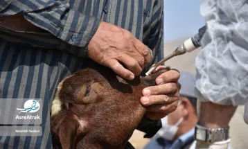 اجرای طرح جهادی واکسیناسیون دام عشایر خراسان شمالی