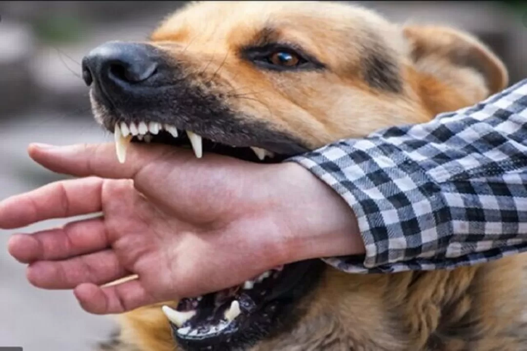 سگ‌های ولگرد، خطری در کمین شهروندان