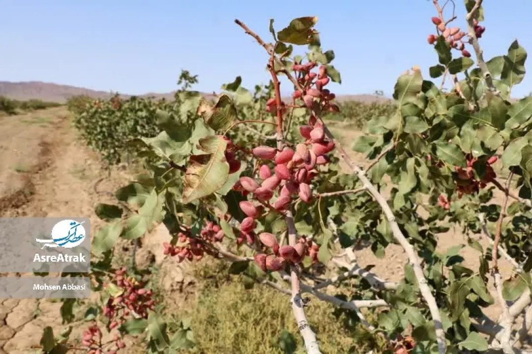 برداشت پسته از باغات جاجرم