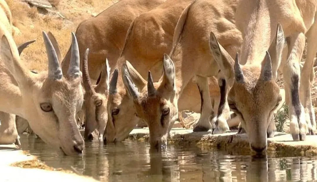 مناطق شکارممنوع خراسان‌شمالی در برزخ